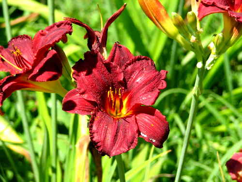 maroonruffle